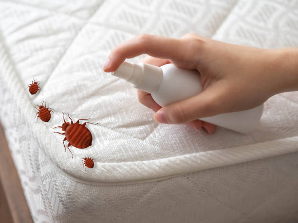Best Affordable Pest Control Services  in Orangeburg, SC