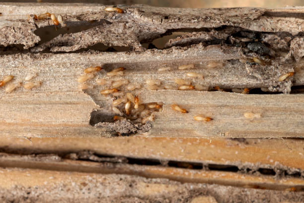 Best Pest Prevention Services  in Orangeburg, SC